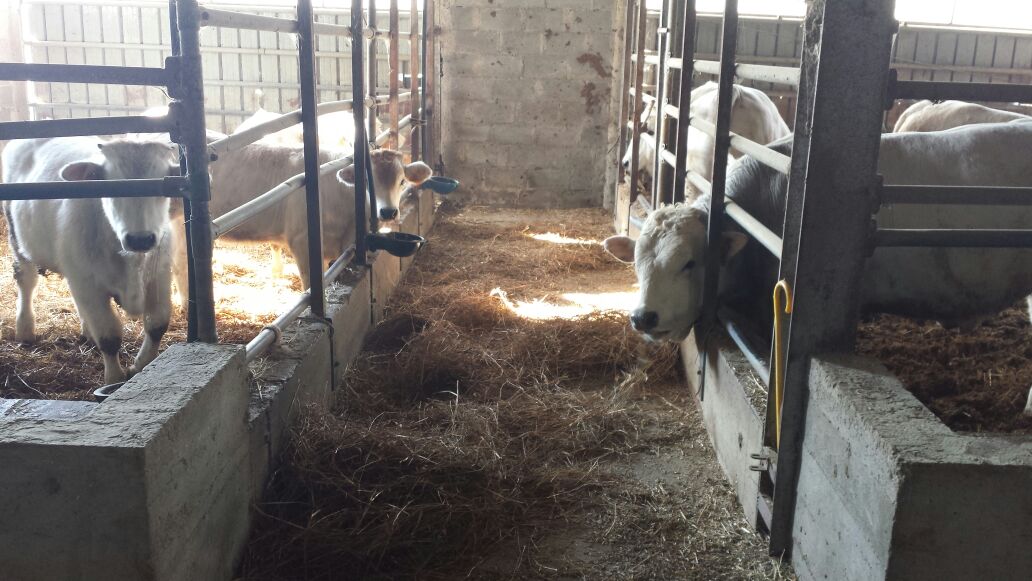 macelleria evangelista cassino