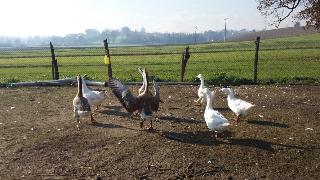 macelleria evangelista cassino