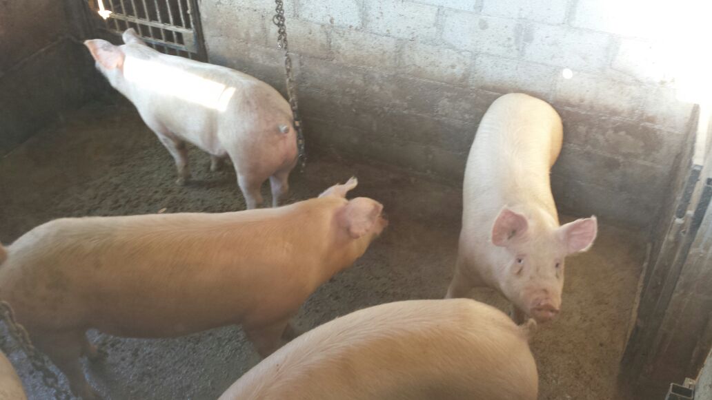 macelleria evangelista cassino