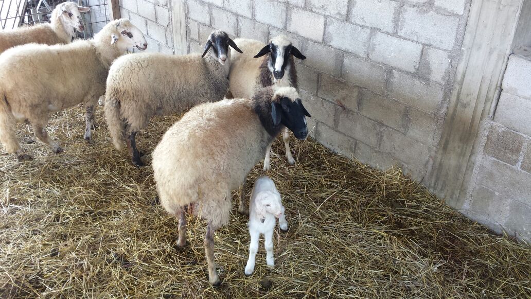 macelleria evangelista cassino