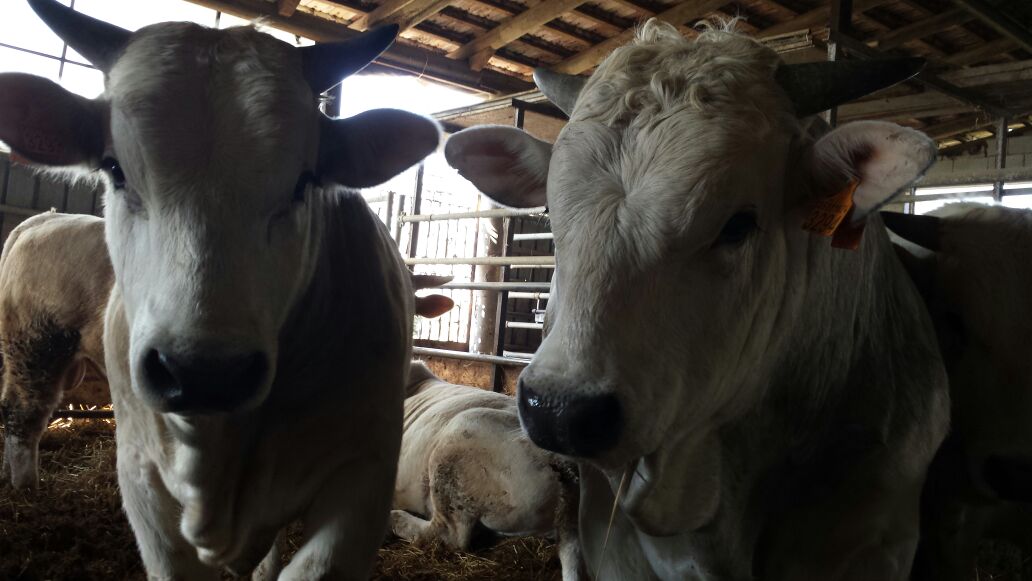 macelleria evangelista cassino