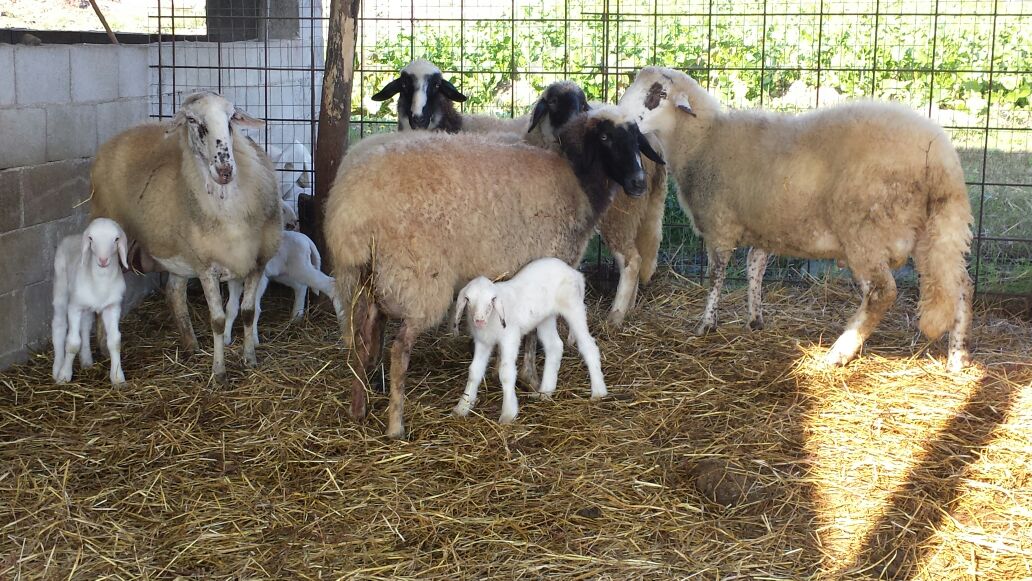 macelleria evangelista cassino